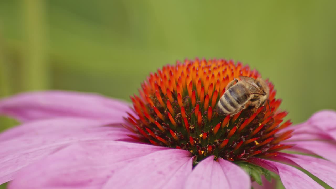 la espalda de una abeja melífera recogiendo néctar de la coníferas de naranja