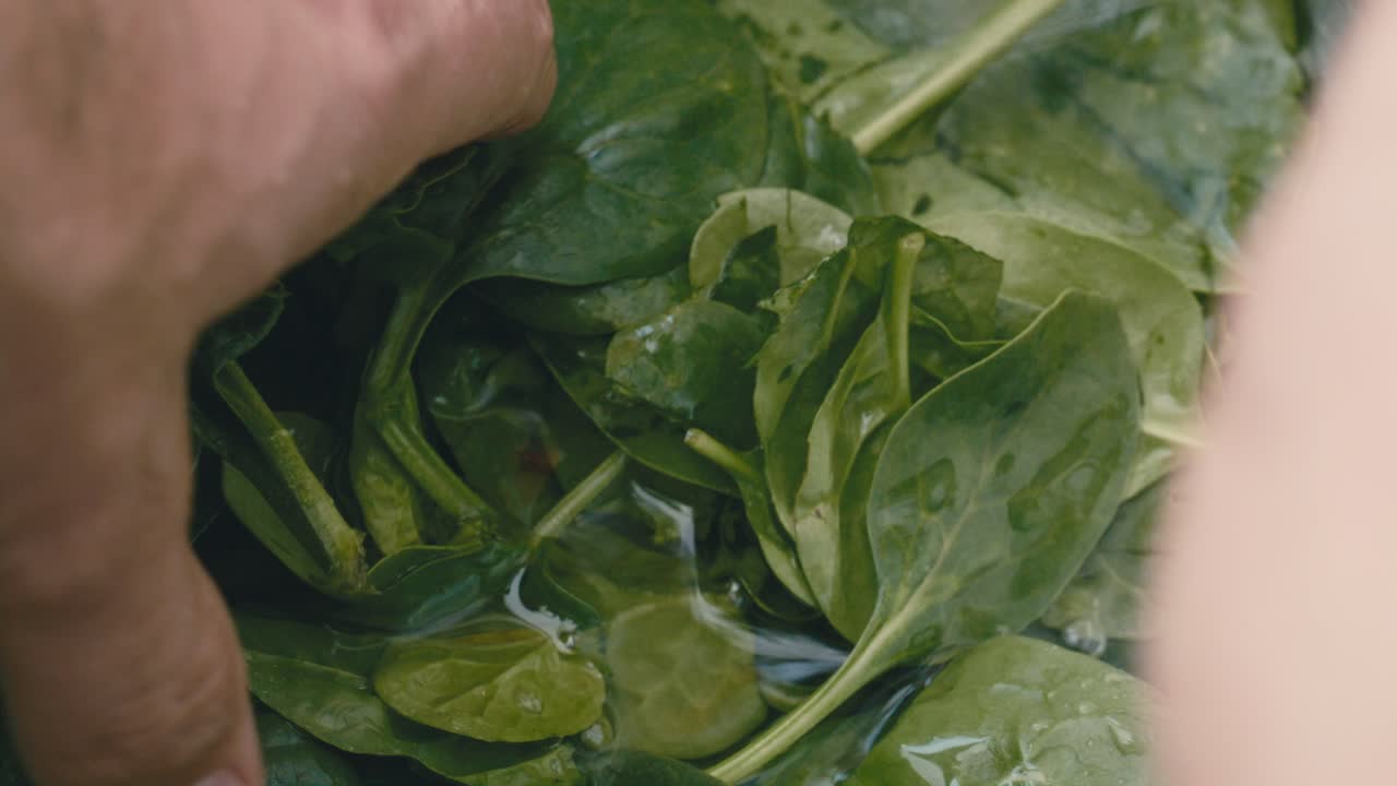 Hands Washing Fresh Spinach Leaves under Running Water