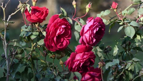 red roses in the garden