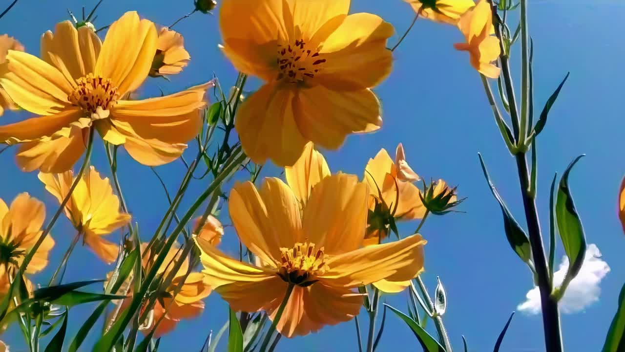 Low-angle video shot of vibrant yellow flowers against a clear blue sky, capturing a serene