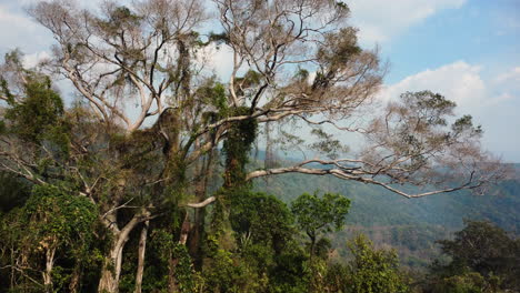 Primer-Plano-De-Un-árbol-Antiguo-Que-Crece-En-Las-Tierras-Altas-De-Vietnam-Con-La-Vista-De-Una-Espesa-Vegetación-En-El-Valle-Junto-A-La-Carretera-Hacia-Da-Lat,-Vietnam-Durante-El-Día