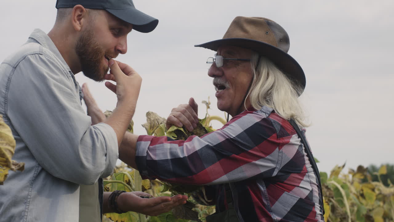 Father and son harvesting sunflower seeds