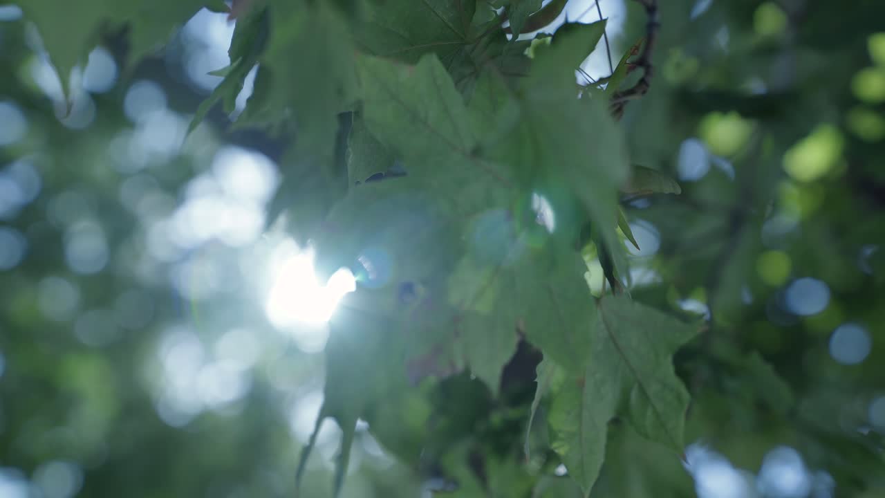 крупный план больших зеленых листьев клена с солнечными лучами, проникающими сквозь ветви в замедленной съемке
