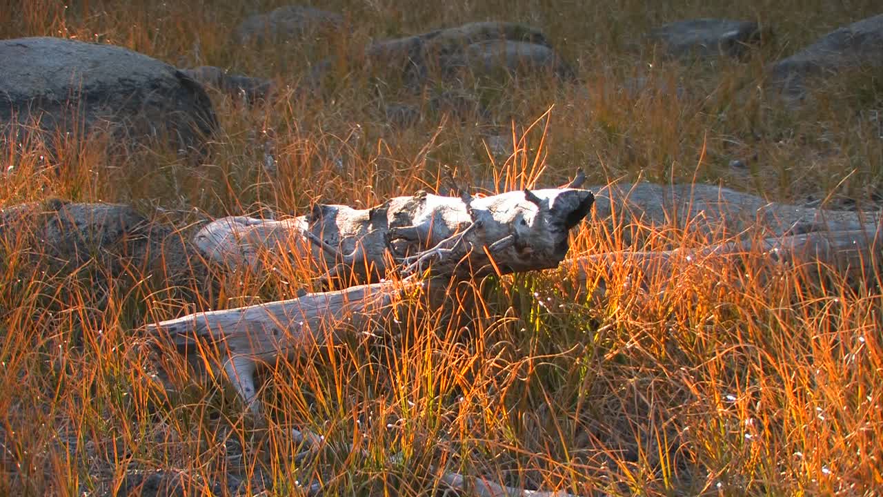 troncos viejos yacen en un campo en los prados de tuolumne en el parque nacional de yosemite