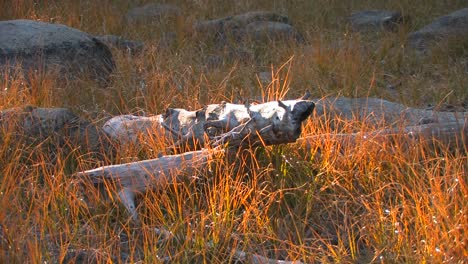 Old-logs-lay-in-a-field-at-Tuolumne-Meadows-in-Yosemite-National-Park