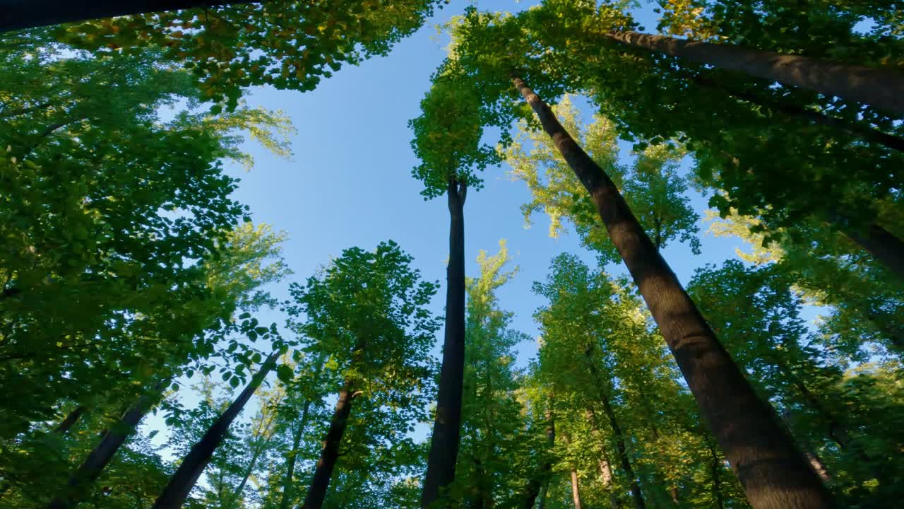 在夏天走在漂亮,綠色,高高的樹冠下