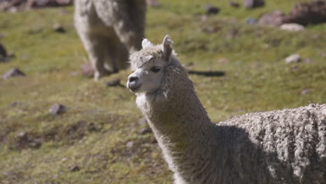 Una-Alpaca-En-Los-Andes-Peruanos-Mirando-A-La-Cámara