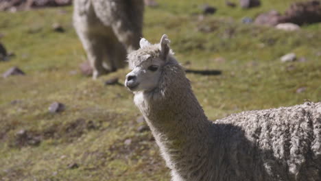 an alpaca in the peruvian andes looking at the camera