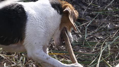 adorable young beagle dog gnaws wood stick. slow-motion