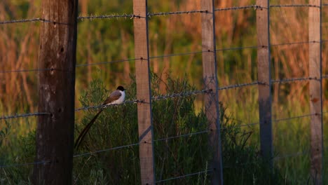 Fork-tailed-Flycatcher-is-seen-perched-on-a-wire-fence-in-the-field-during-golden-hour