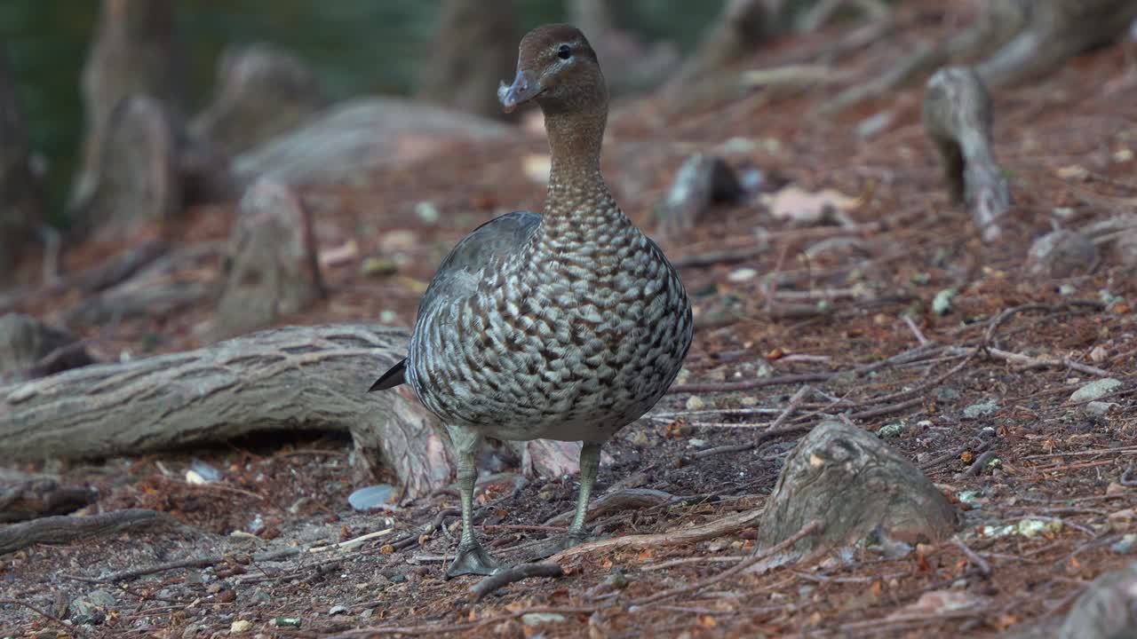 An Australian wood duck (Chenonetta jubata) with speckled plumage stands on a patch of earthy ground covered with leaf litter and small branches, close up shot