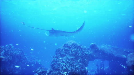 majestic manta ray soaring through a vibrant coral reef