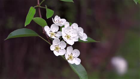delicate white blossoms in sharp focus