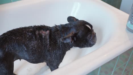 Nasse-Französische-Bulldogge-Mit-Prellungen,-Krätze-Gereinigt-Und-Zitternd-In-Der-Badewanne