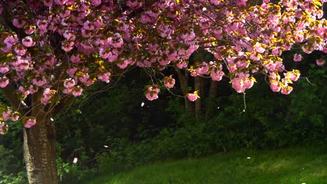 slow motion cherry blossom petals falling to ground pink japanese cherry tree