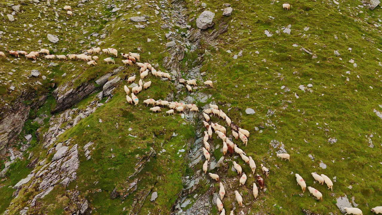 White sheep flocking by the mountain slope. Drone footage approaching domestic animals looking for grass