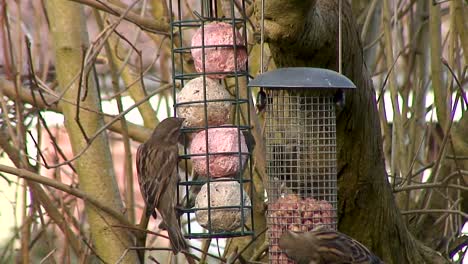 Gorriones-Alimentándose-De-Bolas-Gordas-Que-Cuelgan-De-Un-árbol-En-Un-Jardín-En-La-Ciudad-De-Oakham,-En-El-Condado-De-Rutland