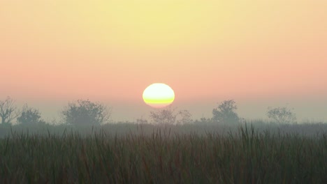 foggy and misty morning sunrise landscape in everglades sawgrass with blackbird flying by