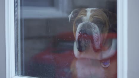 Slow-motion,-bulldog-looking-out-of-door-window,-then-walking-out