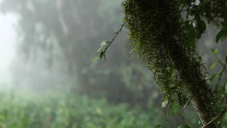 fog quickly blowing past spanish moss on tree