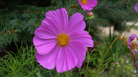 primer plano de una hermosa flor morada