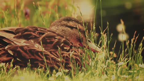 duck laying in the grass close to the river a closeup fullshot