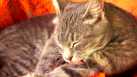 el aseo del gato gris