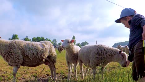 boy feeds sheep on a field during summer in sweden, scandinavia