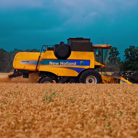 harvester colecting crops of wheat. harvester riding through field and gathering crop of ripe wheat
