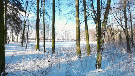 Luftfpv-Fliegt-Zwischen-Baumstämmen-über-Schneebedeckte-Winterlandschaft