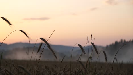 breathtaking footage of a grain field at dusk