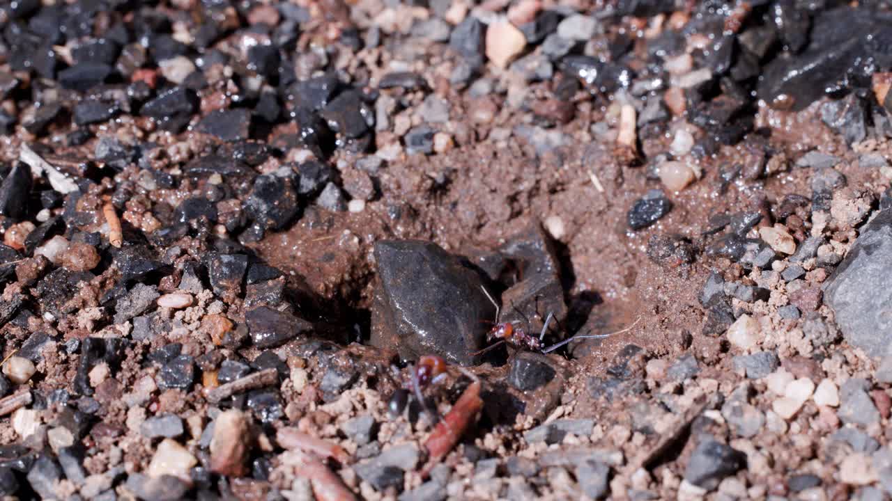 Several worker ants transport water droplets into a nest entrance in sandy soil, under bright natural daylight, with a static close-up camera angle