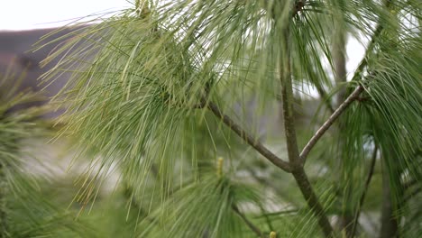 pine tree slow motion closeup in wind on spring day, old cottage in blurred background