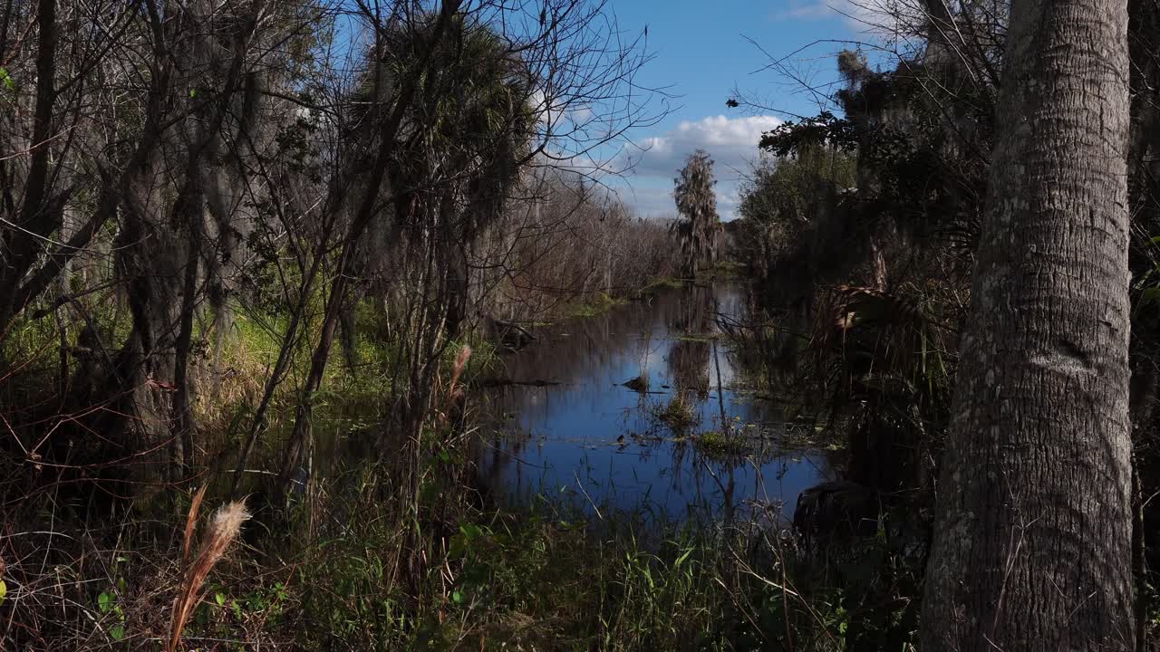 A magnificent stream reflects the trees on its surface, surrounded by a variety of different species. Above it all stretches a beautiful bluish sky filled with soft clouds