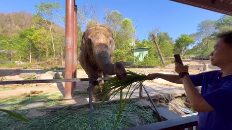 elephant feeding at zoo