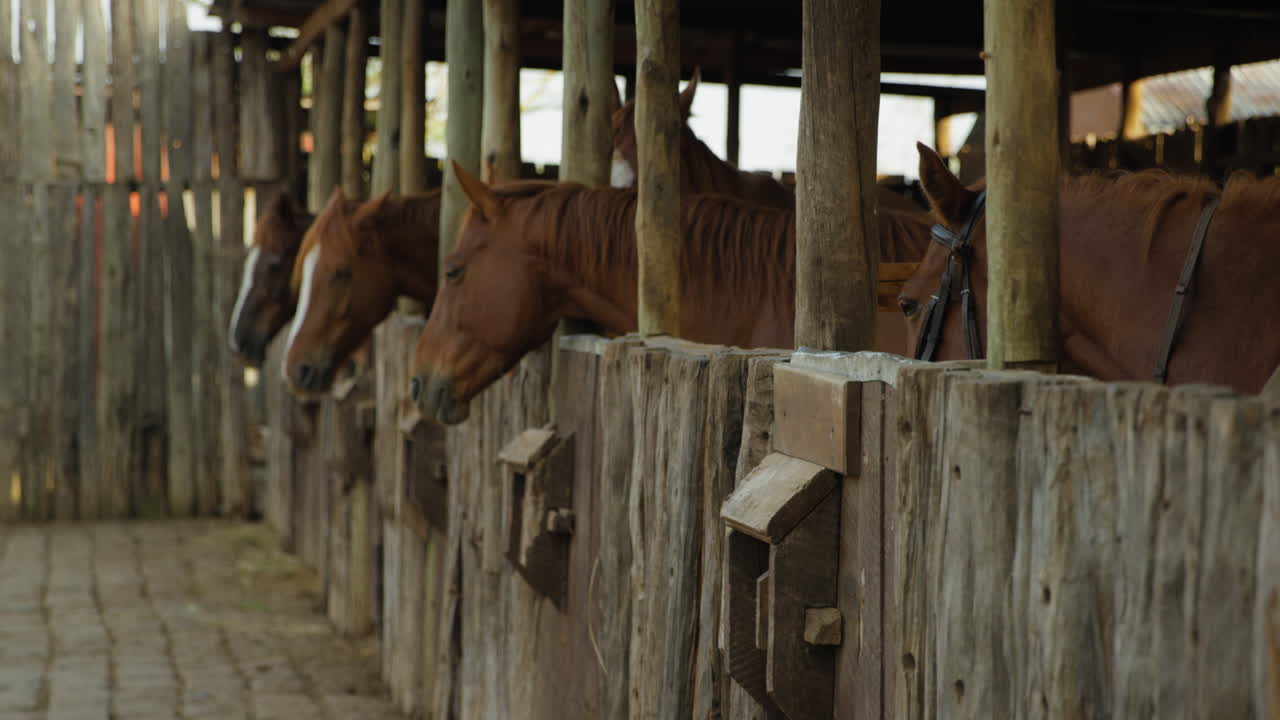 amanecer en un establo con caballos en kenia