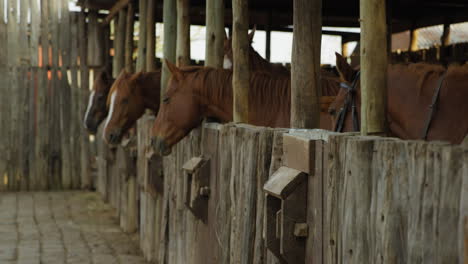 sunrise at a stable with horses in kenya