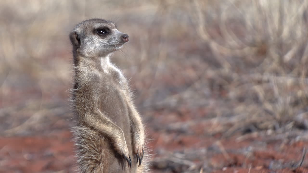Close-up de um suricate de pé, olhando ao redor para avistar perigo