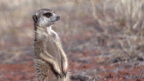 close up of a meerkat standing up and looking around to spot danger