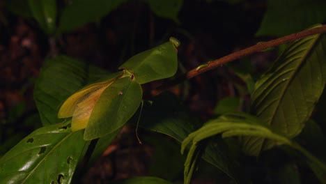 a cobra mantis steps slowly along the leaves, blending with its surroundings in peru’s amazon rainforest.