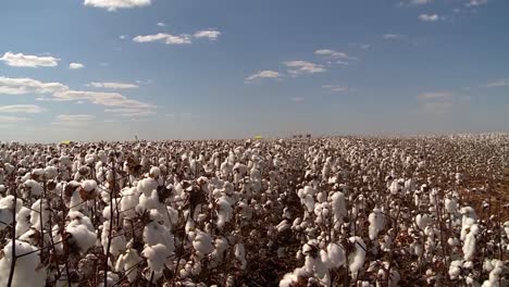 vast cotton field in full bloom ready for havest, pan