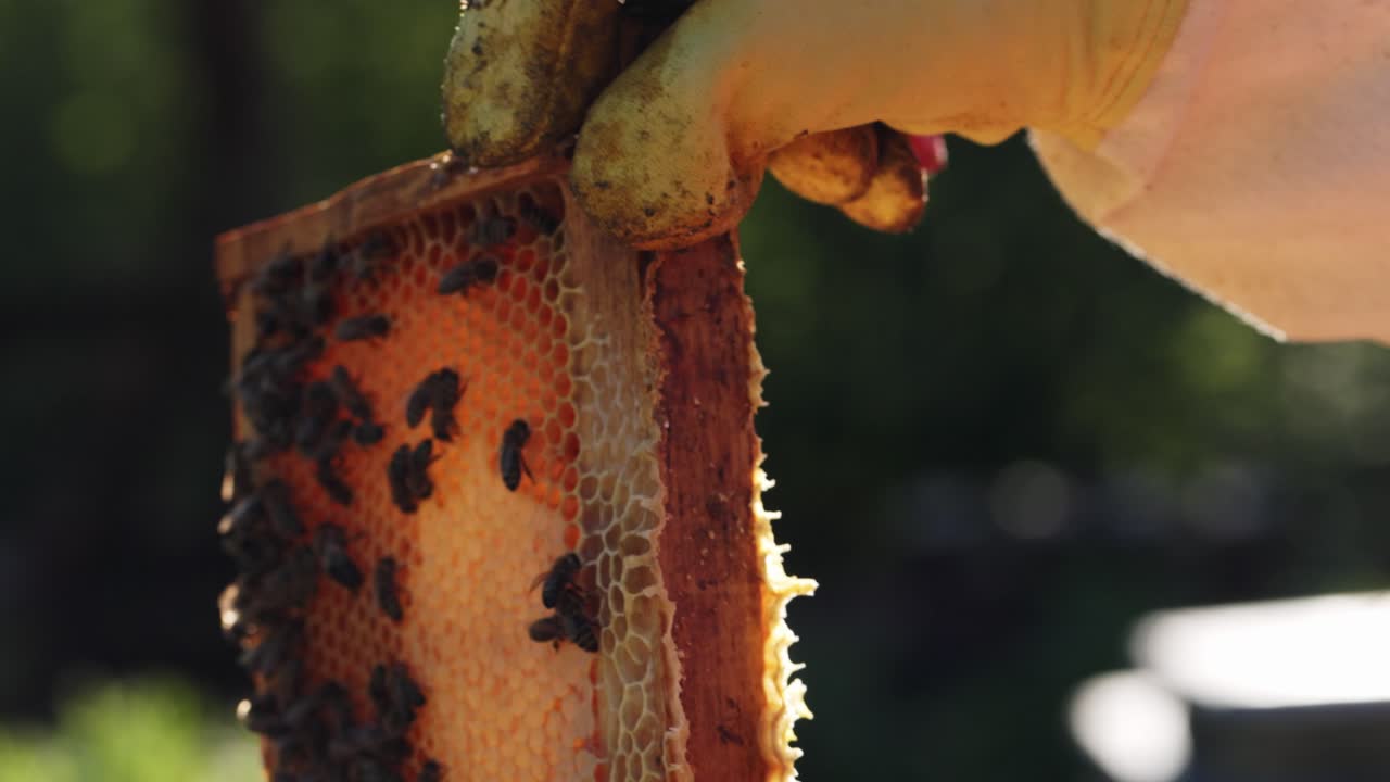 un apicultor inspeccionando el panal de miel