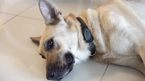 dog lying on his pillow