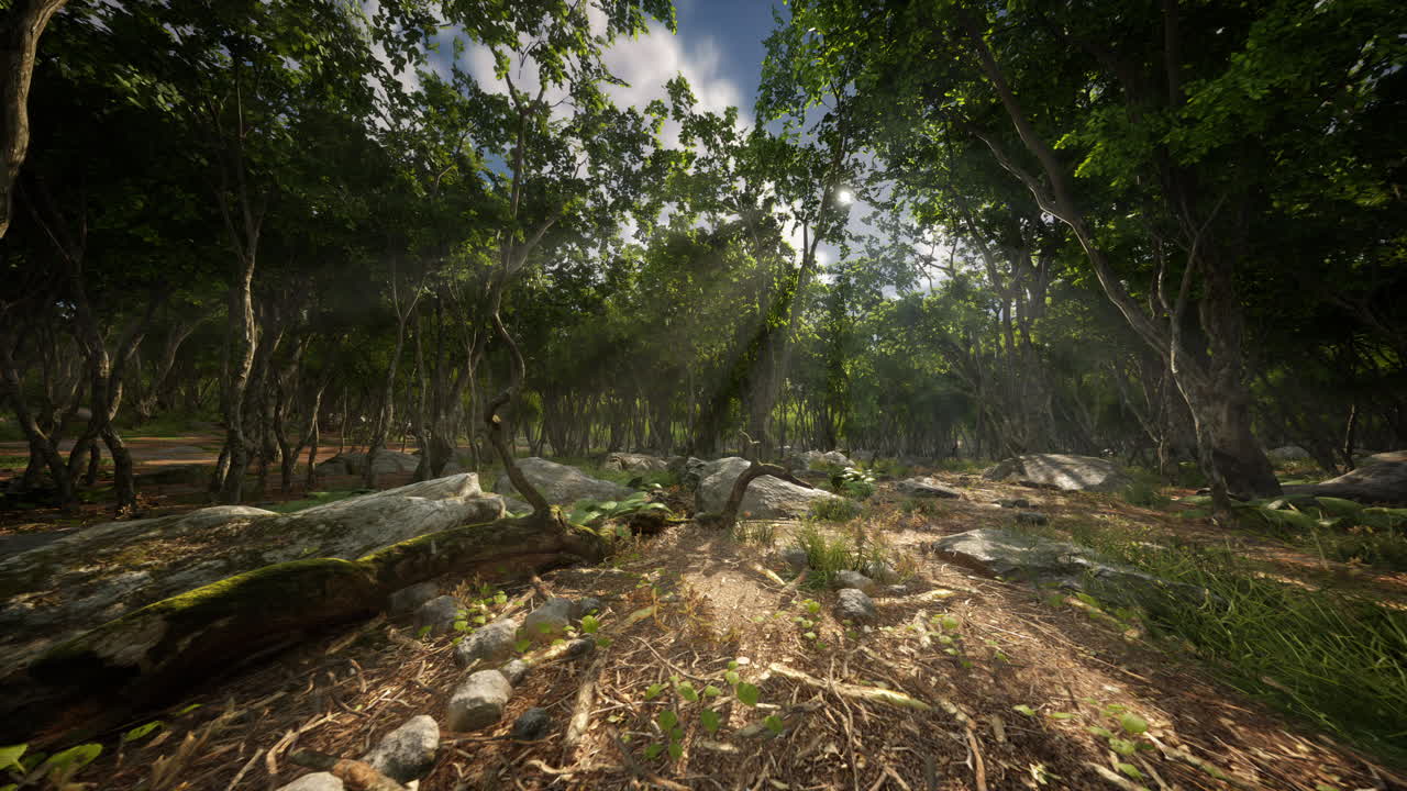 raíces de un árbol en un bosque brumoso