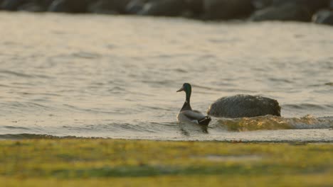 mallard duck wading in the lakeshore water during golden hour