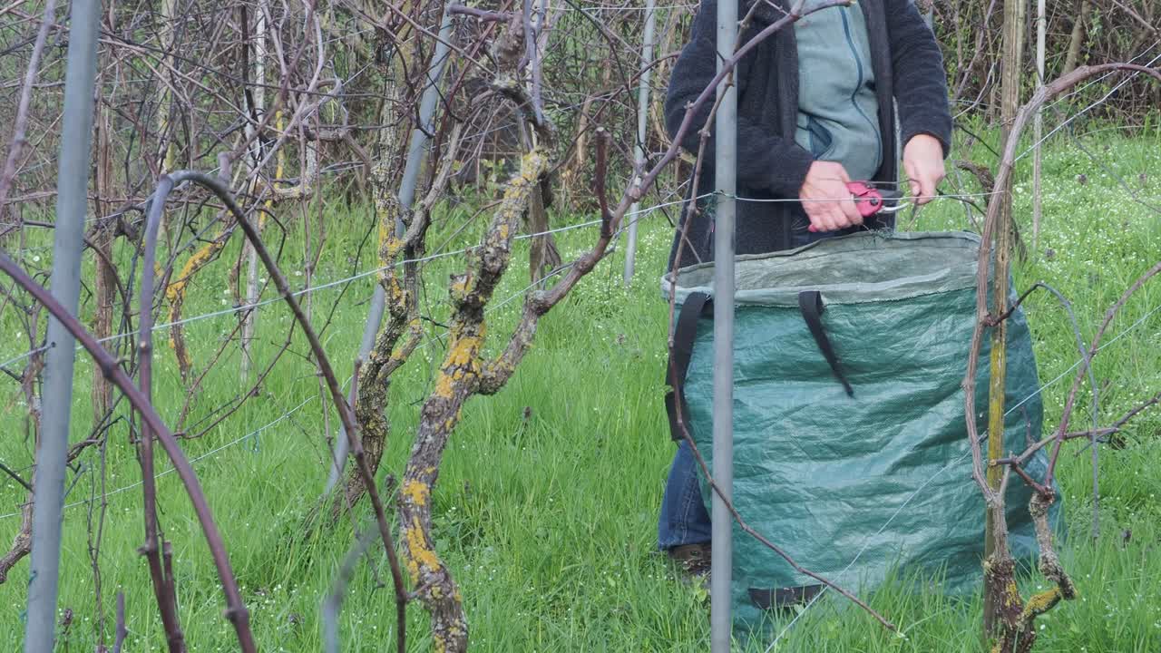 Caucasian adult fit female farmer gathers dry vine canes into recycling green waste bag after pruning in an organic vineyard, promoting sustainable agriculture and manual labor, slow motion shot