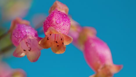 Diese-Bezaubernde-Szene-Fängt-Die-Ausstrahlung-Einer-In-Sonnenlicht-Getauchten-Kalanchoe-Pflanze-Ein,-Eingebettet-In-üppiges-Grünes-Gras-Unter-Einem-Baldachin-Aus-Klarem,-Azurblauem-Himmel