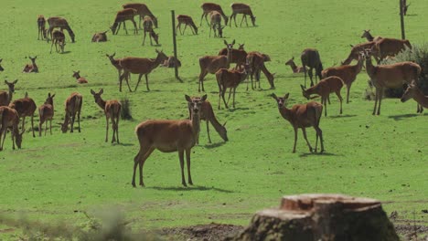 Cute-deer-feeding-on-green-grass-in-field-on-a-sunny-day-in-Devon,-UK