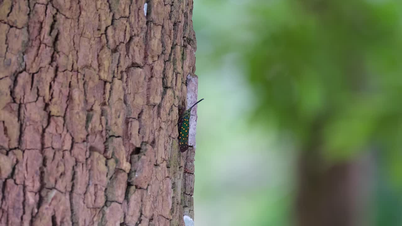 Seen from a distance revealing its habitat, Saiva gemmata Lantern Bug, Thailand