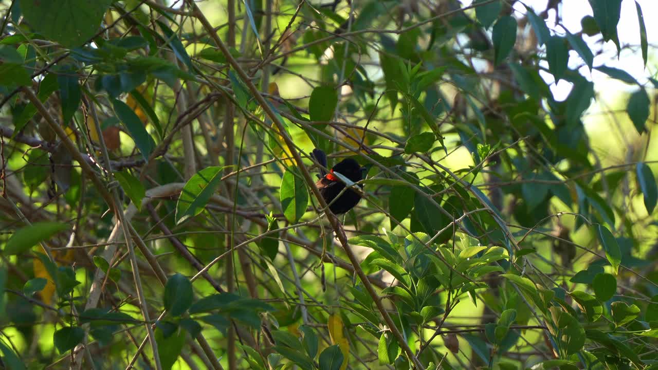 A male Red-backed Fairywren (Malurus melanocephalus) perched on the branch, curiously wondering around the surroundings, close up shot
